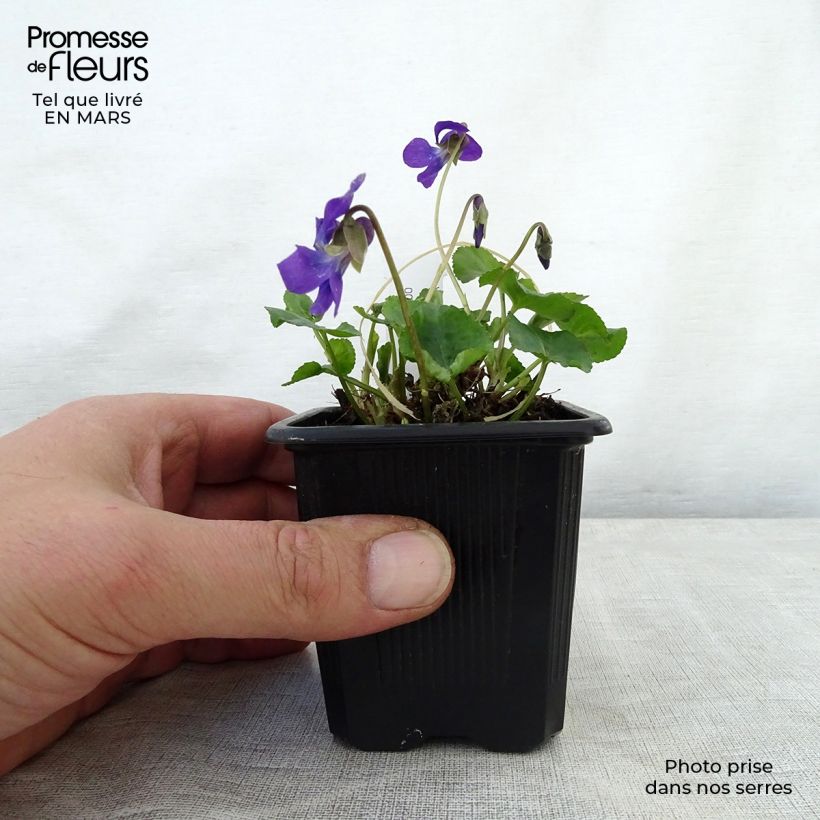 Spécimen de Violette odorante Mrs Pinehurst - Viola odorata tel que livré au printemps