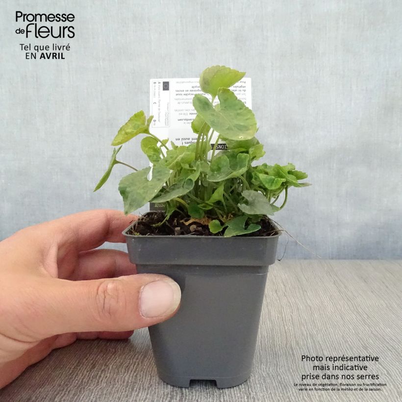 Spécimen de Violette odorante Parme de Toulouse - Viola suavis Godet de 8/9 cm tel que livré au printemps