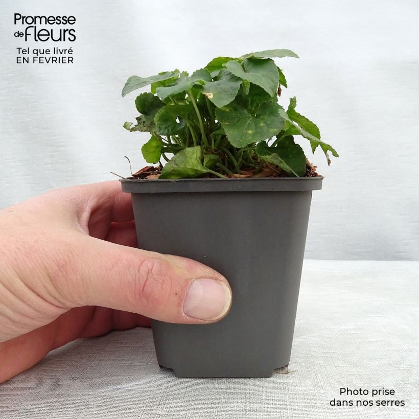 Spécimen de Violette odorante Vanilla - Viola odorata Godet de 9cm tel que livré en hiver