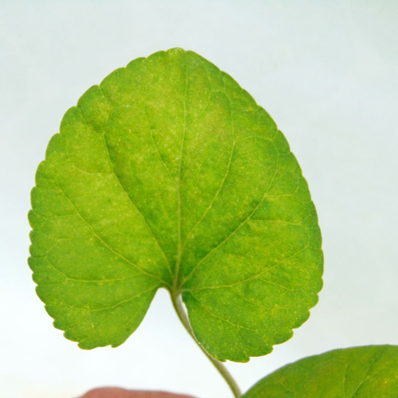 Violette odorante - Viola odorata (Feuillage)