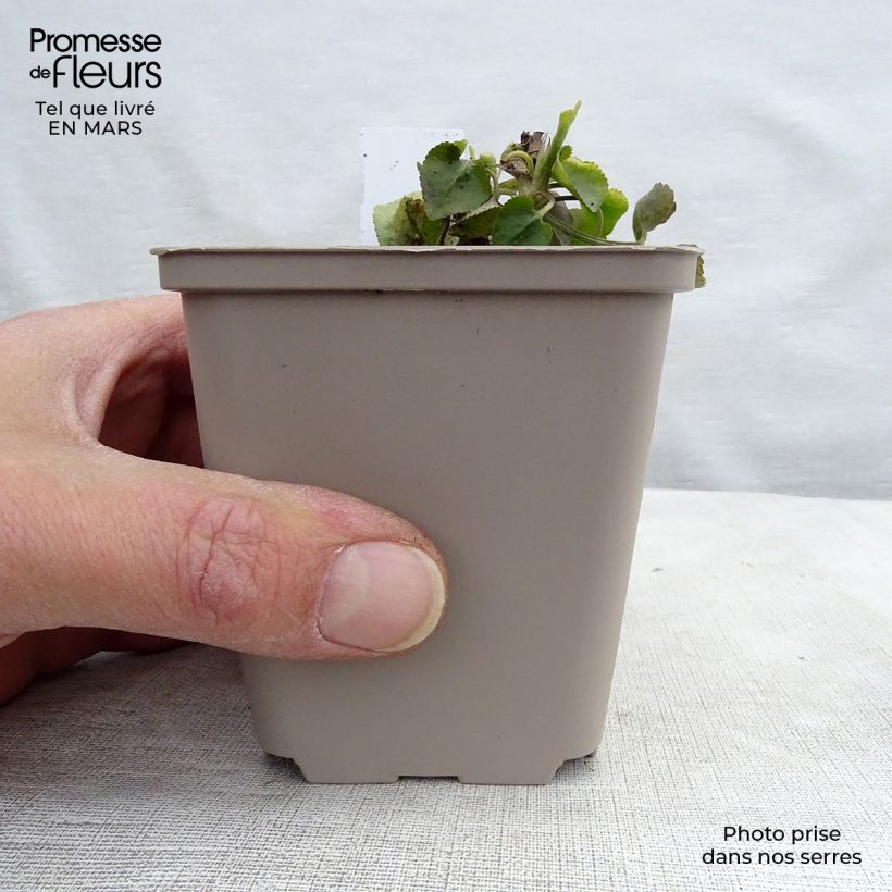 Spécimen de Violette odorante - Viola odorata Godet de 9cm tel que livré au printemps