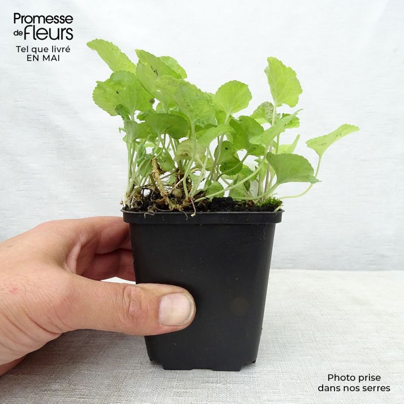 Spécimen de Violette odorante - Viola odorata Red Charm Godet de 9cm tel que livré au printemps