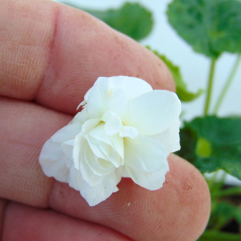 Violette odorante, Viola odorata Reine Des Blanches, pensée (Floraison)