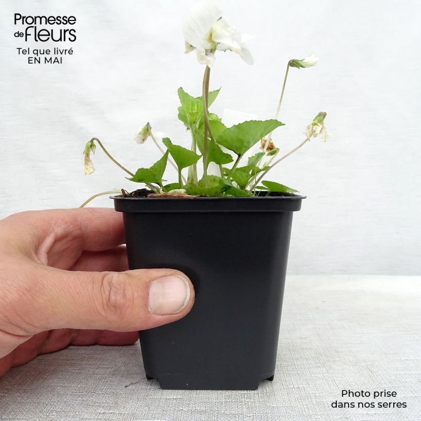 Spécimen de Violette vivace - Viola sororia Albiflora Godet de 9cm tel que livré au printemps