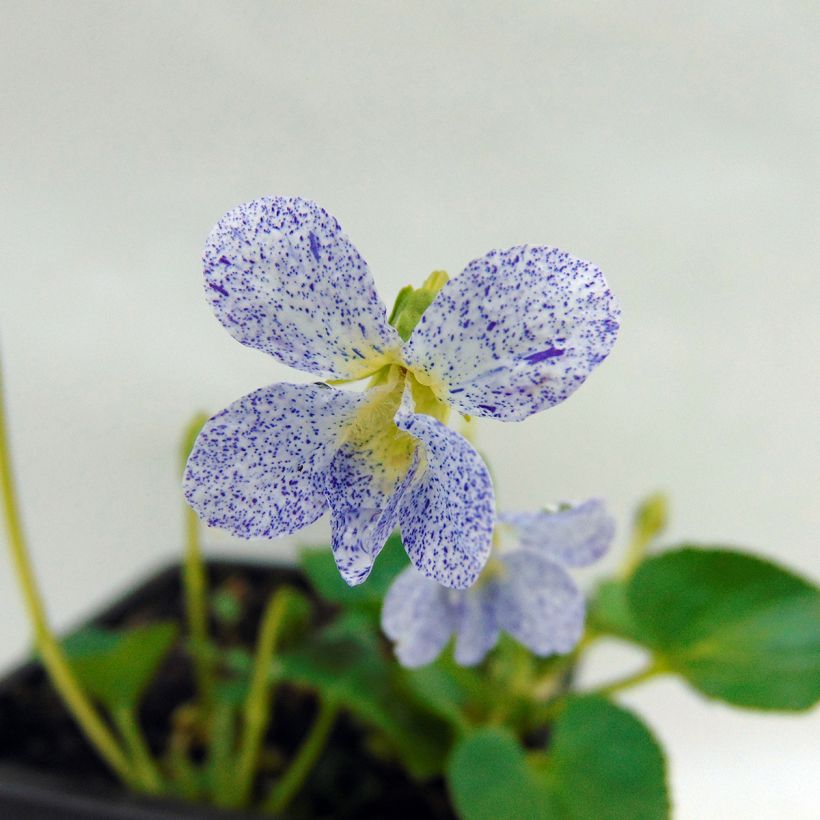 Violette vivace - Viola sororia Priceana, pensée (Floraison)