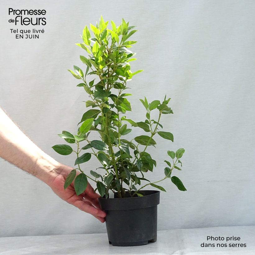 Spécimen de Viorne, Laurier Tin- Viburnum tinus Spirit Pot de 1,5L/2L tel que livré en été
