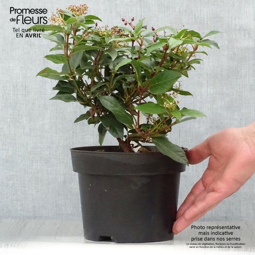 Spécimen de Viorne, Laurier Tin- Viburnum tinus Spirit Pot de 2L/3LHauteur livrée env. 15/20cm tel que livré au printemps