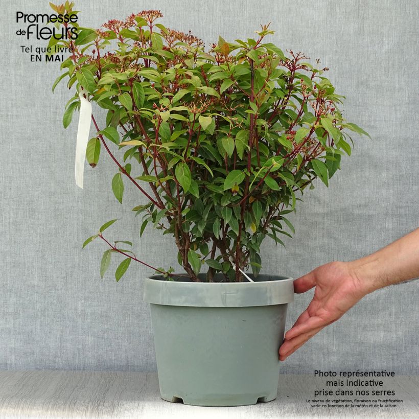 Spécimen de Viorne, Laurier Tin- Viburnum tinus Spirit en pot de 7,5L/10L tel que livré au printemps