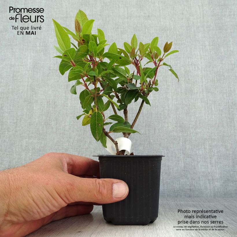 Spécimen de Viorne, Laurier Tin - Viburnum tinus Godet de 8/9 cmHauteur livrée env. 10/15cm tel que livré au printemps