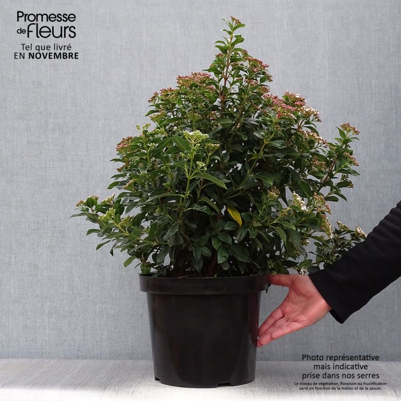 Spécimen de Viorne, Laurier Tin - Viburnum tinus Pot de 7,5L/10L tel que livré en automne