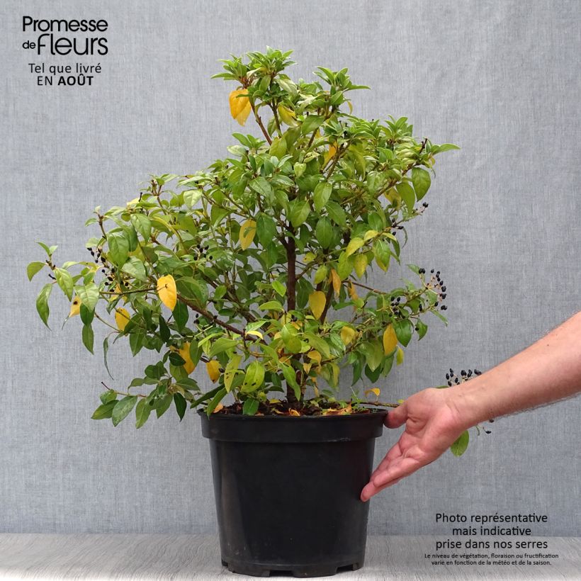 Spécimen de Viorne, Laurier Tin - Viburnum tinus Pot de 7,5L/10L tel que livré en été