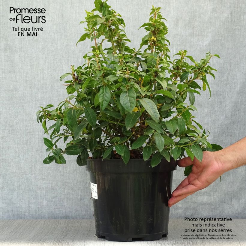 Spécimen de Viorne, Laurier Tin - Viburnum tinus en pot de 10L tel que livré au printemps