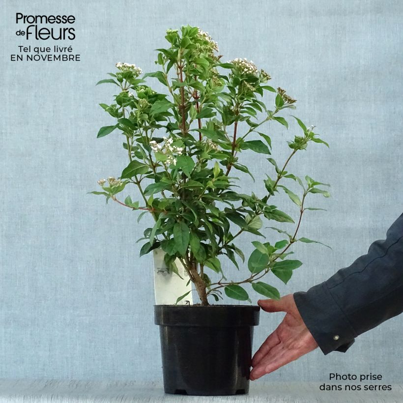 Spécimen de Viorne, Laurier Tin - Viburnum tinus Pot de 2L/3L tel que livré en automne
