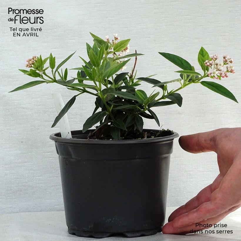 Spécimen de Viorne, Laurier Tin - Viburnum tinus en pot de 2L/3L tel que livré au printemps