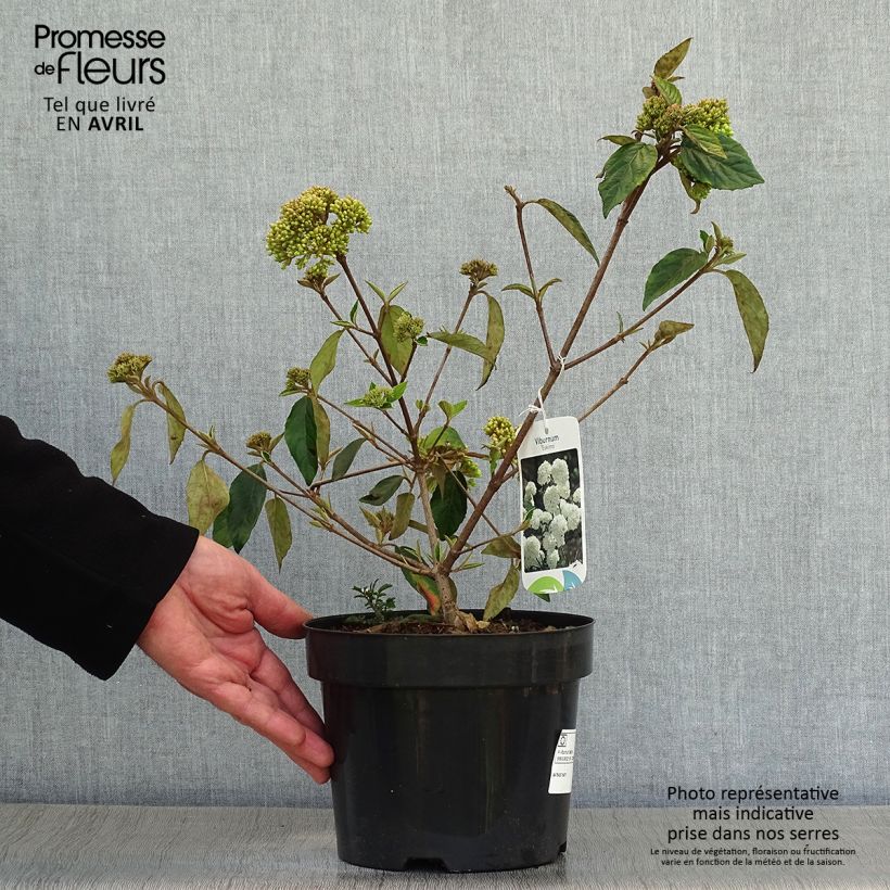 Spécimen de Viorne - Viburnum Eskimo en pot de 2L/3L tel que livré au printemps