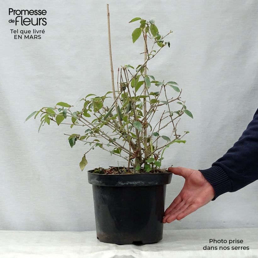 Spécimen de Viorne - Viburnum Eskimo en pot de 4/5L tel que livré au printemps