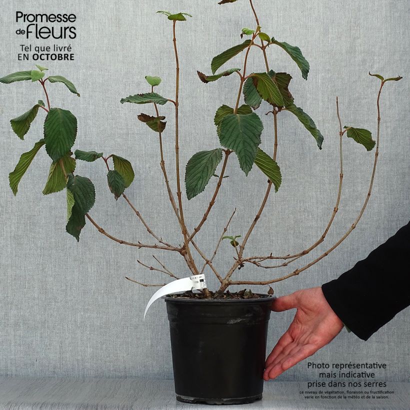 Spécimen de Viorne de Chine - Viburnum plicatum Mariesii Great Star Pot de 4L/5L tel que livré en automne