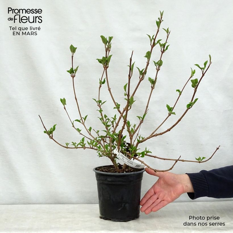 Spécimen de Viorne de Chine - Viburnum plicatum Mariesii Great Star tel que livré au printemps