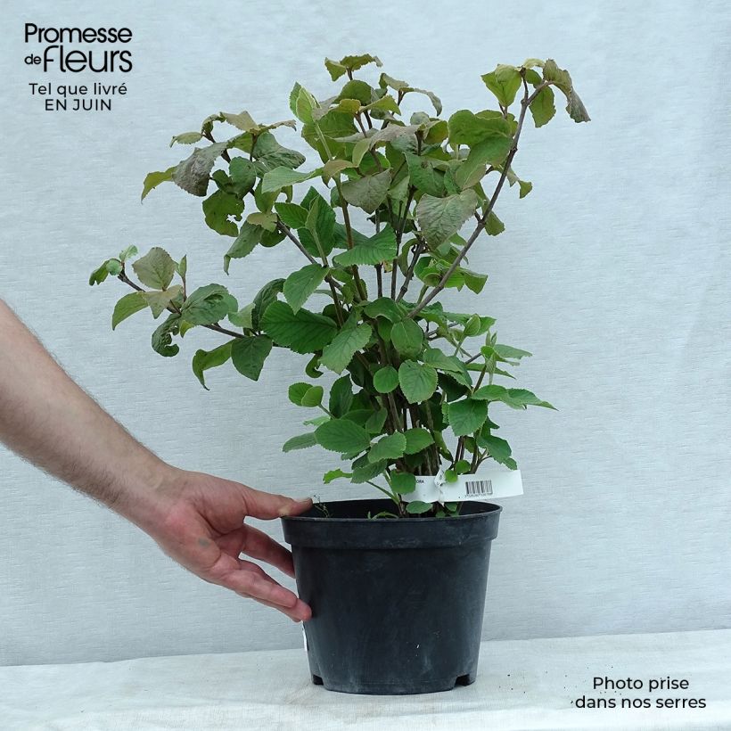 Spécimen de Viorne - Viburnum carlesii Aurora Pot de 3L/4L tel que livré en été