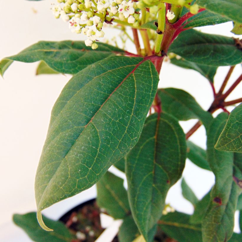 Viorne - Viburnum globosum Jermyns Globe (Feuillage)