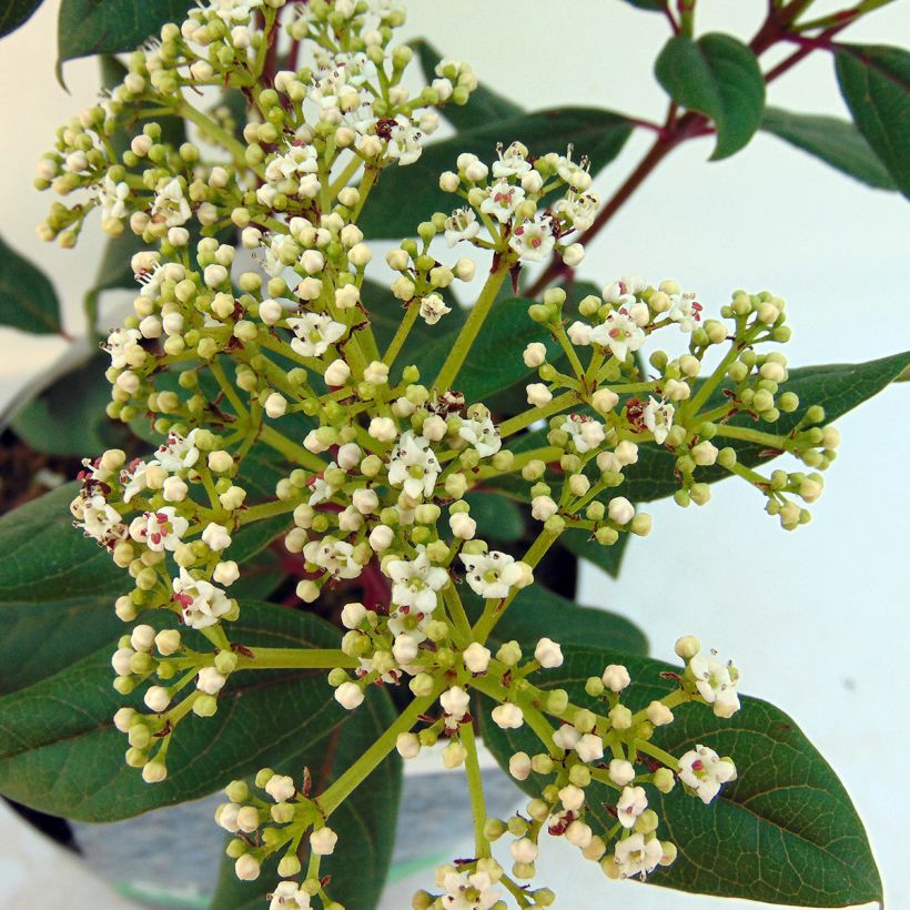 Viorne - Viburnum globosum Jermyns Globe (Floraison)