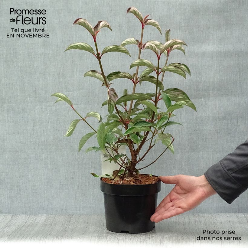 Spécimen de Viorne - Viburnum hillieri Winton tel que livré en automne