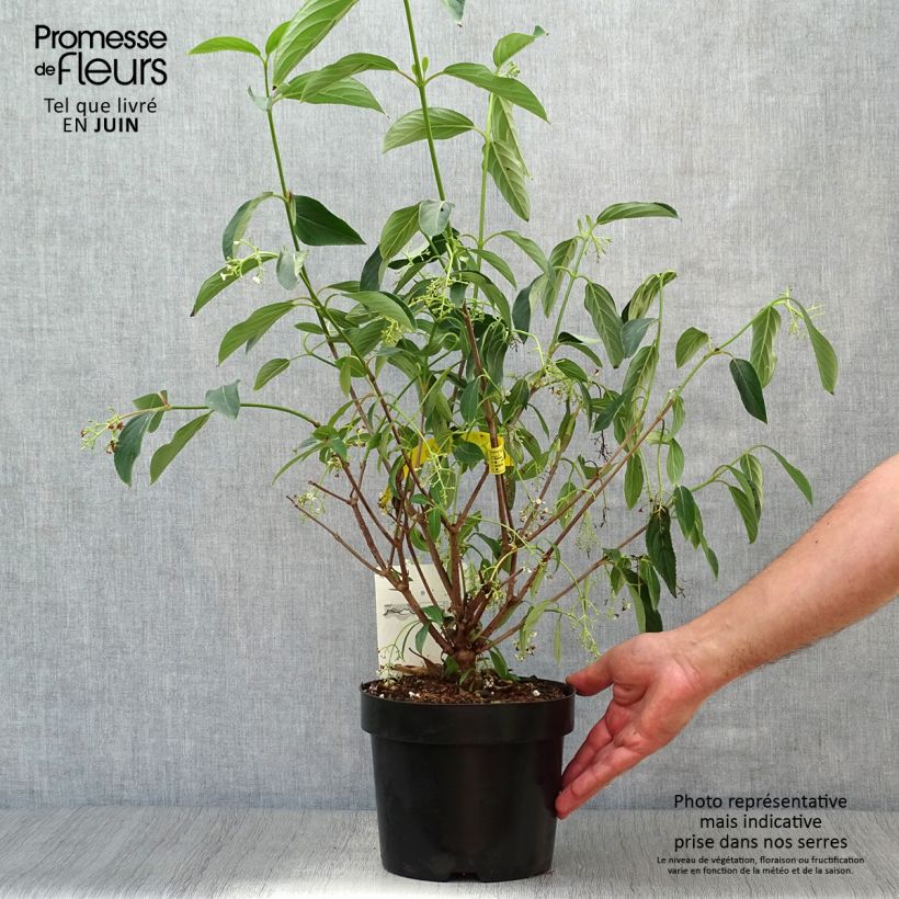 Spécimen de Viorne - Viburnum hillieri Winton Pot de 3L/4L tel que livré en été