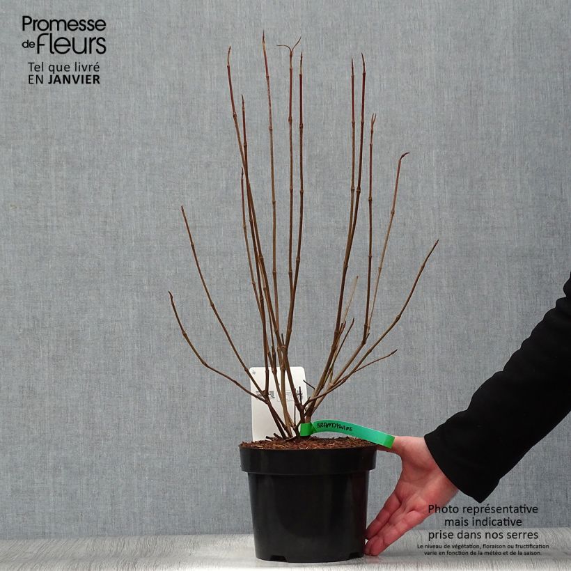 Spécimen de Viorne - Viburnum nudum Brandywine tel que livré en hiver