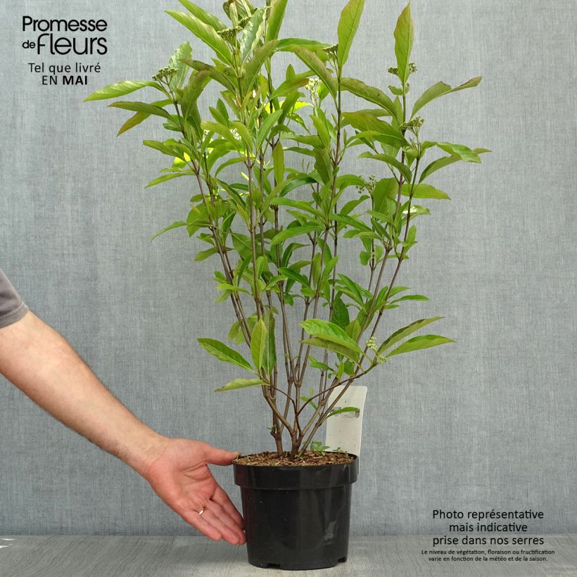 Spécimen de Viorne - Viburnum nudum Brandywine Pot de 2/3L tel que livré au printemps