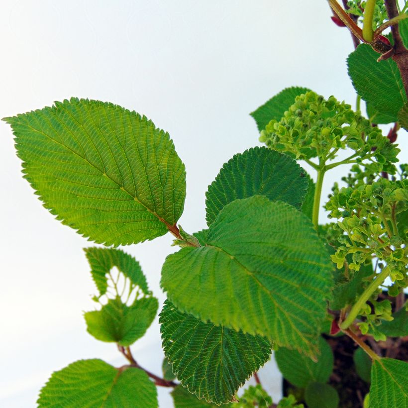 Viorne - Viburnum plicatum Grandiflorum (Feuillage)