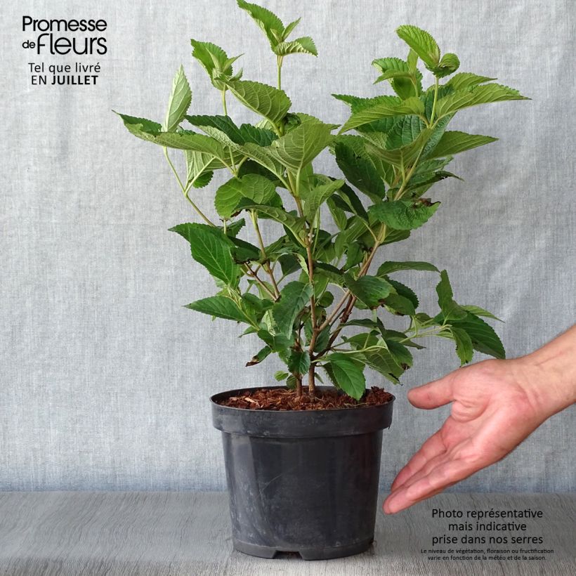 Spécimen de Viorne - Viburnum plicatum Lanarth Pot de 2L/3L tel que livré en été