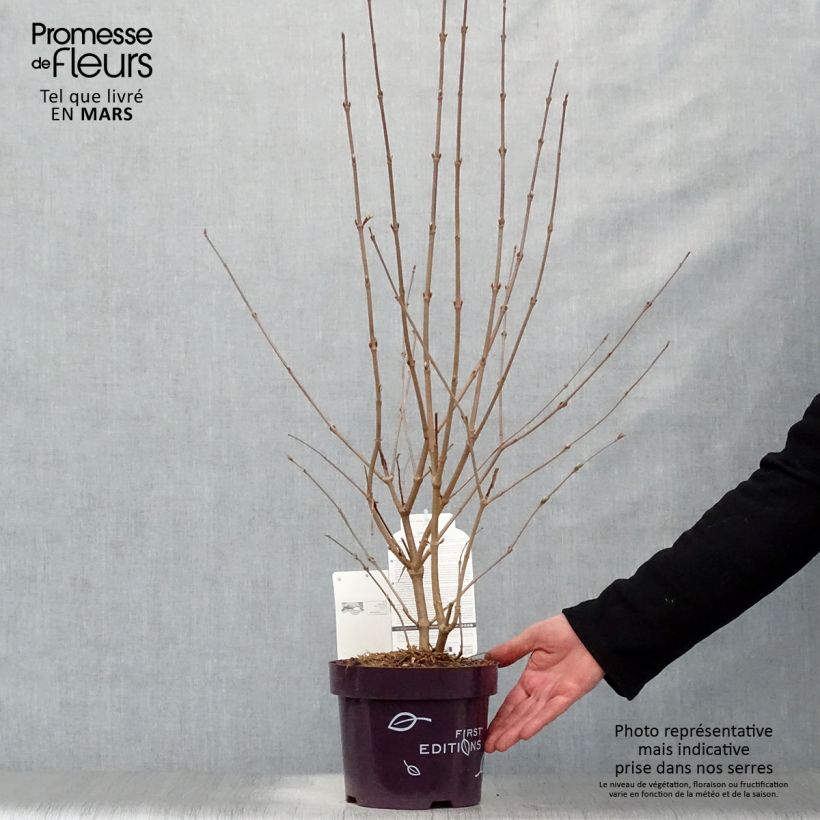 Spécimen de Viorne - Viburnum plicatum Opening Day en pot de 2L/3L tel que livré au printemps