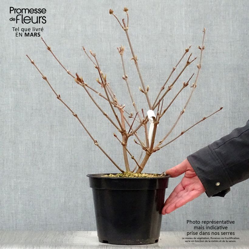 Spécimen de Viorne - Viburnum plicatum Opening Day en pot de 4/5L tel que livré au printemps