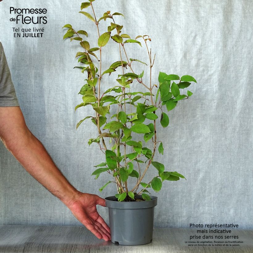 Spécimen de Viorne - Viburnum plicatum Pink Beauty Pot de 2L/3L tel que livré en été