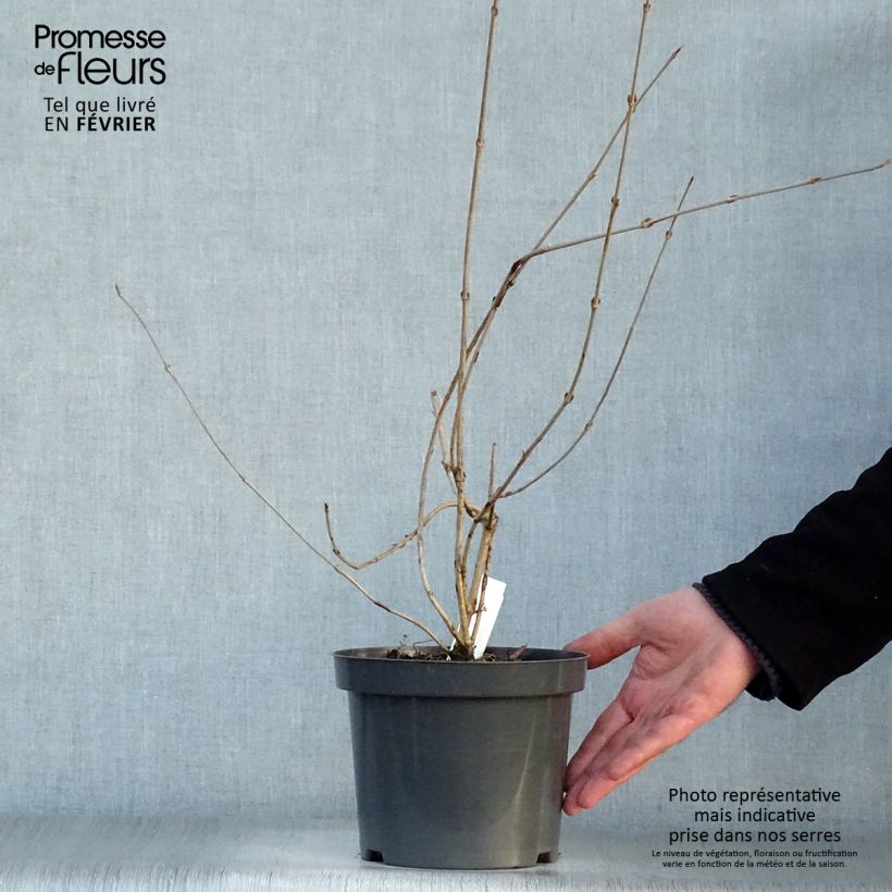 Spécimen de Viorne - Viburnum plicatum Pink Beauty tel que livré en hiver