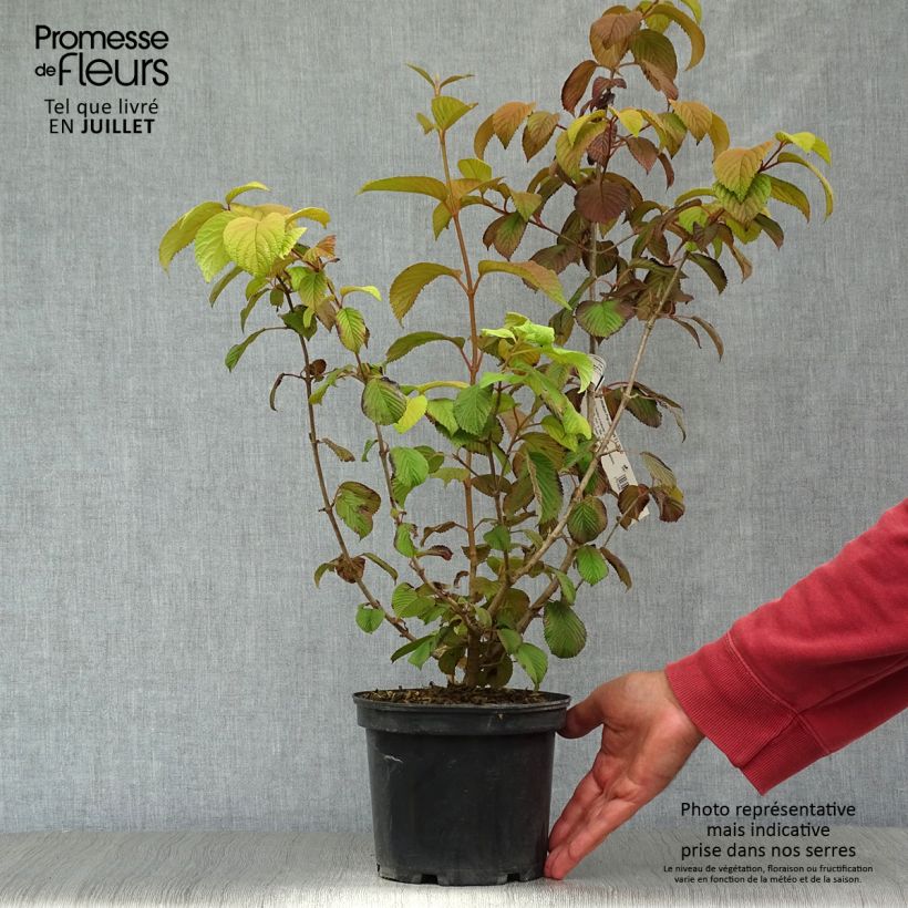 Spécimen de Viorne - Viburnum plicatum Popcorn Pot de 3L/4L tel que livré en été