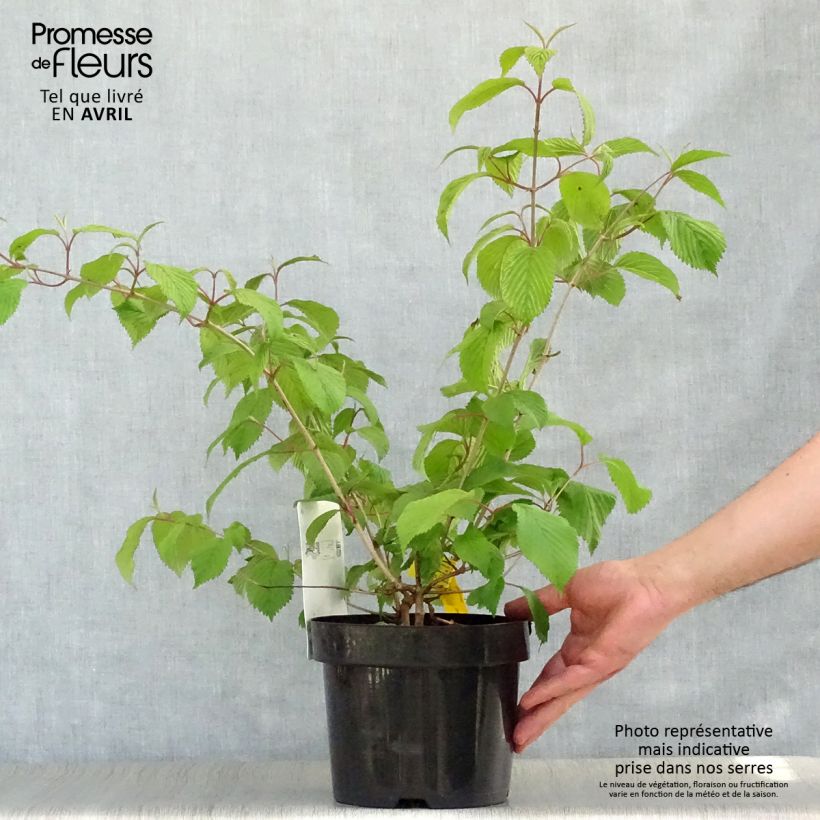 Spécimen de Viorne - Viburnum plicatum Popcorn en pot de 3 ou 4L tel que livré au printemps