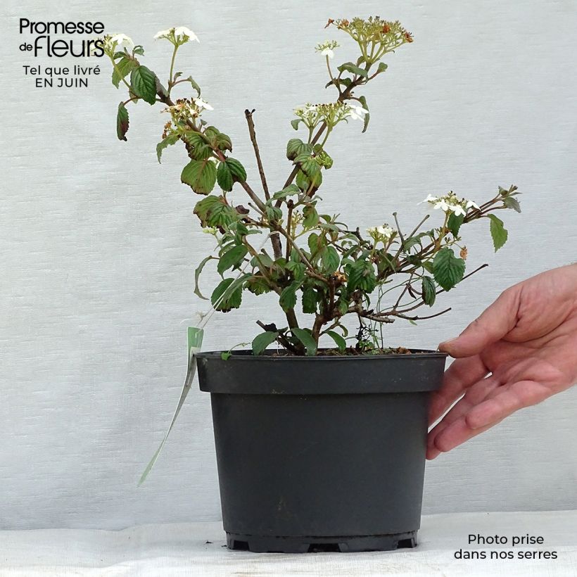 Spécimen de Viorne - Viburnum plicatum Summer Snow Flake Pot de 2L/3L tel que livré en été
