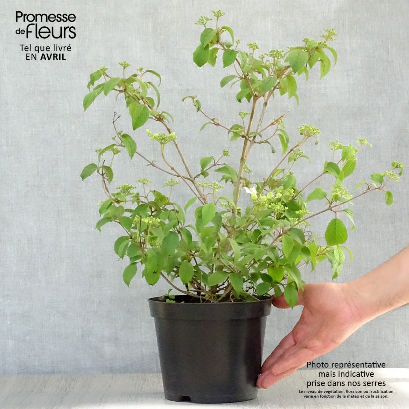 Spécimen de Viorne - Viburnum plicatum Summer Snow Flake en pot de 3L tel que livré au printemps