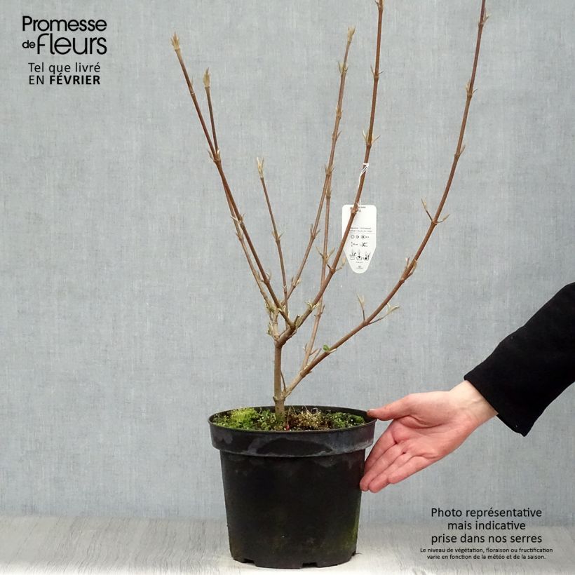 Spécimen de Viorne - Viburnum (x) carlcephalum  Pot de 7,5L/10L tel que livré en hiver