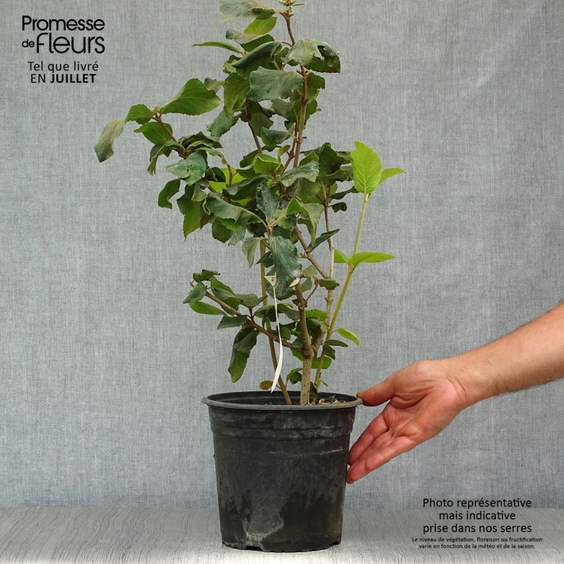 Spécimen de Viorne - Viburnum (x) carlcephalum  Pot de 3L/4L tel que livré en été