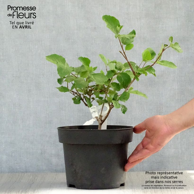 Spécimen de Viorne - Viburnum (x) carlcephalum en pot de 3,5L tel que livré au printemps
