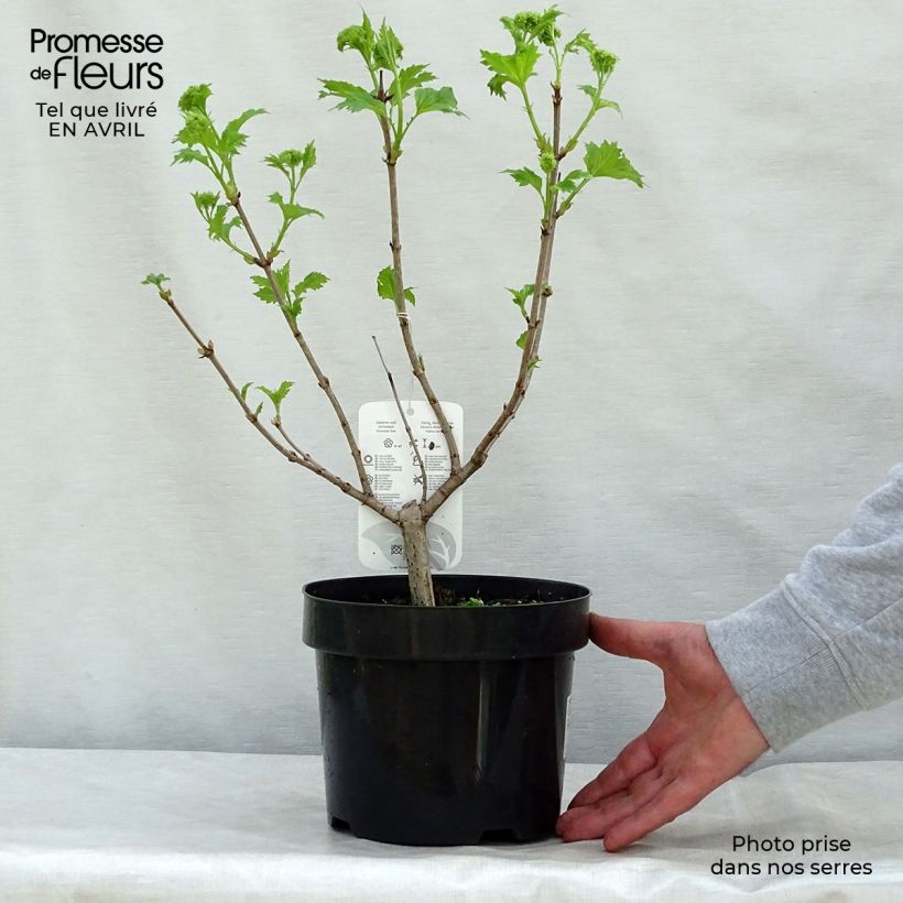 Spécimen de Viorne Boule de Neige - Viburnum opulus Roseum Pot de 2L/3LHauteur livrée env. 40/50cm tel que livré au printemps