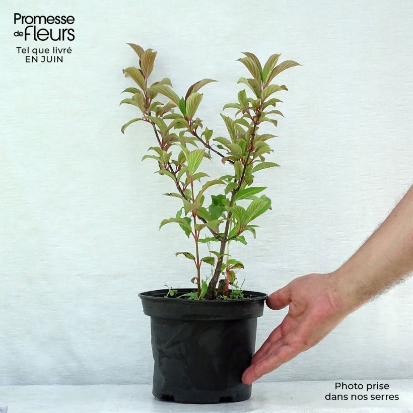 Spécimen de Viorne d'hiver - Viburnum bodnantense Charles Lamont. Pot de 3L/4L tel que livré en été
