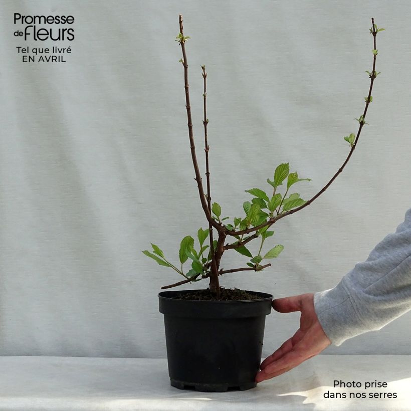 Spécimen de Viorne d'hiver - Viburnum farreri (fragrans) tel que livré au printemps