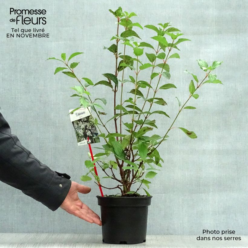 Spécimen de Viorne d'hiver - Viburnum farreri (fragrans) Pot de 2L/3L tel que livré en automne