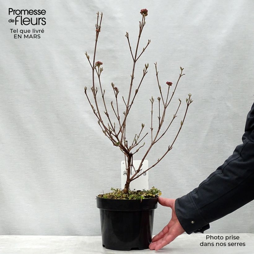 Spécimen de Viorne de Burkwood - Viburnum burkwoodii Ann Russell en pot de 3.5L tel que livré au printemps