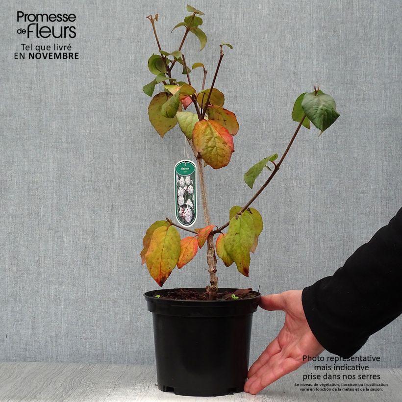 Spécimen de Viburnum carlesii - Viorne de Carle Pot de 2L/3L tel que livré en automne