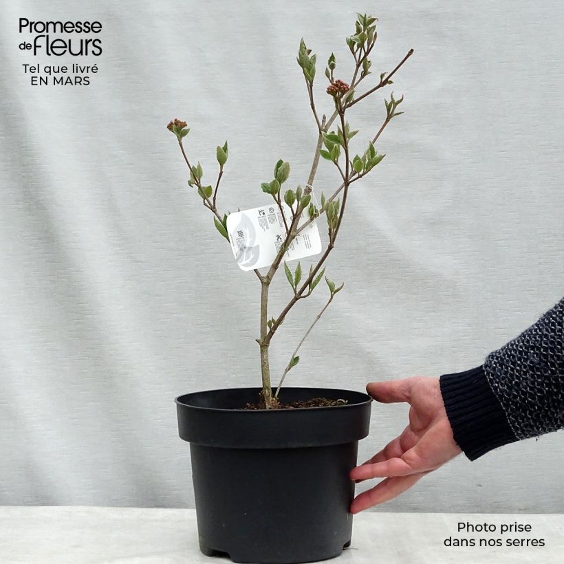 Spécimen de Viburnum carlesii - Viorne de Carle Pot de 4L/5LHauteur livrée env. 40+/-cm tel que livré au printemps
