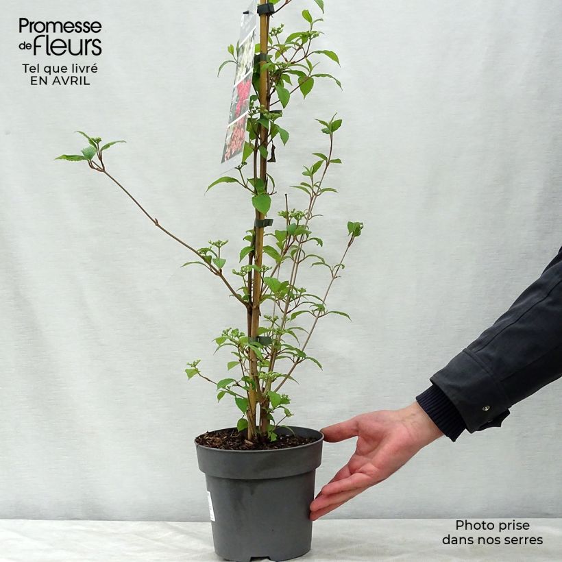 Spécimen de Viorne de Chine - Viburnum plicatum Kilimanjaro Sunrise tel que livré au printemps